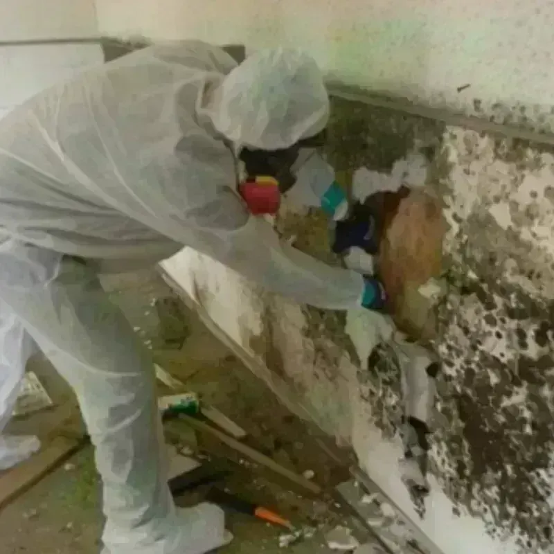 Mold Remediation and Removal in Pecan Acres, TX